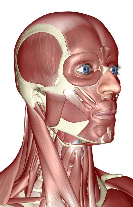 脸,头,脸颊,动脉,静脉,骨骼,肌肉,健壮,无人,竖图,插画,室内,特写,白天,白色背景,正面,数码,科技,静物,阴影,网络,医学,骨头,高光,几何,计算机图形,合成,图画,画,模型,健康,活力,力量,人体,青春,电脑合成图,数码合成图,骨架,生物学,强壮,漫画,生理学,写实,具体,具象,眼轮匝肌,头部,脸部,脸蛋,面部,半身,彩图