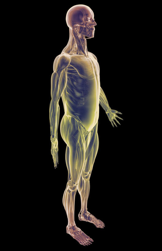 动脉,静脉,骨骼,肌肉,健壮,无人,竖图,插画,室内,特写,白天,正面,数码,科技,静物,阴影,黑色背景,发光,网络,医学,骨头,高光,几何,计算机图形,合成,图画,画,紫色,模型,健康,活力,力量,人体,青春,电脑合成图,数码合成图,骨架,生物学,强壮,胸肌,漫画,生理学,写实,具体,具象,外斜肌,腹外斜肌,半身,彩图
