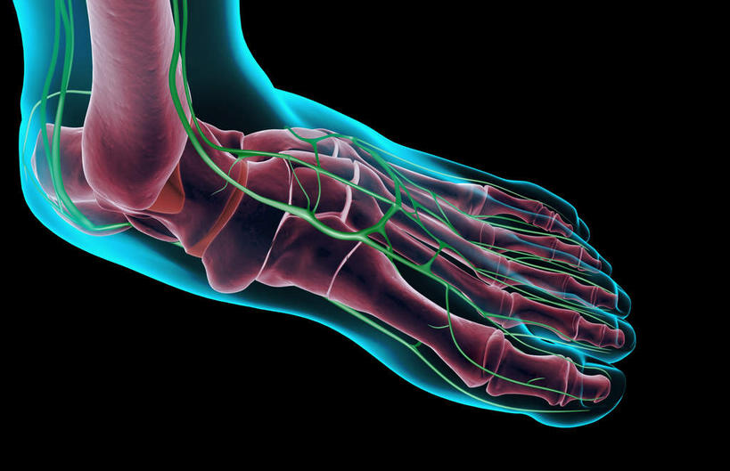 脚,动脉,静脉,骨骼,无人,横图,插画,x光片,室内,特写,白天,正面,数码,科技,静物,阴影,黑色背景,辐射,科学,网络,医学,骨头,高光,几何,计算机图形,合成,图画,脚部,画,一个,红色,蓝色,绿色,模型,人体,单个,电脑合成图,数码合成图,骨架,医疗,生物学,科学技术,x射线,x光,漫画,生理学,写实,具体,具象,趾骨,半身,彩图,电磁波,电磁辐射