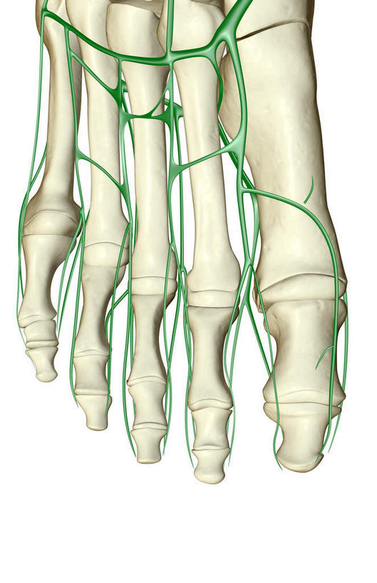 脚,动脉,静脉,骨骼,无人,竖图,插画,室内,特写,白天,白色背景,正面,数码,科技,静物,阴影,网络,医学,骨头,高光,几何,计算机图形,合成,图画,脚部,画,一个,绿色,白色,模型,人体,单个,电脑合成图,数码合成图,骨架,生物学,漫画,生理学,写实,具体,具象,趾骨,半身,彩图