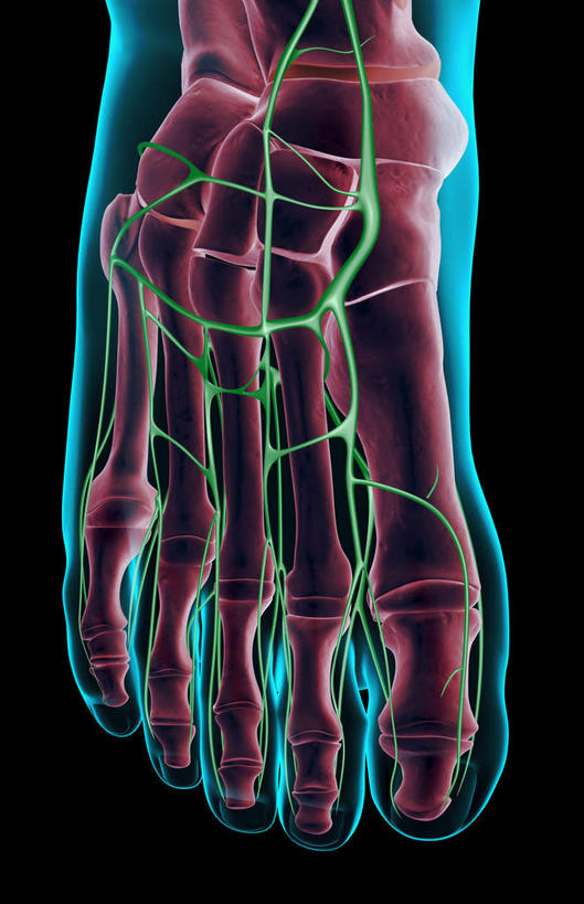 脚,动脉,静脉,骨骼,无人,竖图,插画,x光片,室内,特写,白天,正面,数码,科技,静物,阴影,黑色背景,辐射,科学,网络,医学,骨头,高光,几何,计算机图形,合成,图画,脚部,画,一个,红色,蓝色,绿色,模型,人体,单个,电脑合成图,数码合成图,骨架,医疗,生物学,科学技术,x射线,x光,漫画,生理学,写实,具体,具象,趾骨,半身,彩图,电磁波,电磁辐射