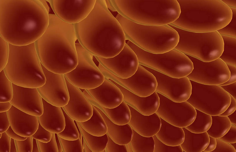 无人,横图,插画,室内,特写,白天,正面,数码,科技,静物,许多,阴影,黑色背景,网络,医学,绒毛,细胞,高光,几何,计算机图形,合成,图画,画,红色,人体,电脑合成图,数码合成图,生物学,漫画,生理学,写实,具体,具象,小肠绒毛,彩图