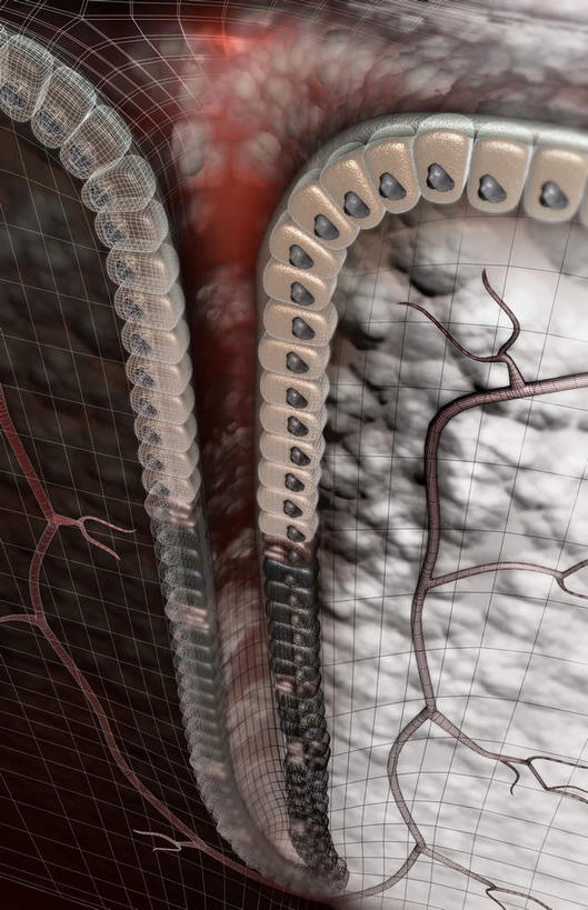 腹部,内脏,胃,无人,竖图,插画,室内,特写,白天,正面,数码,科技,静物,阴影,黑色背景,网络,医学,细胞,高光,几何,计算机图形,合成,图画,画,模型,人体,电脑合成图,数码合成图,生物学,人体器官,器官,漫画,生理学,写实,具体,具象,胃小凹,胃部,彩图