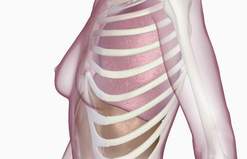 胸,乳头,动脉,静脉,骨骼,肋骨,无人,横图,插画,室内,白天,白色背景,正面,数码,科技,静物,阴影,网络,医学,骨头,高光,几何,计算机图形,合成,图画,画,红色,绿色,白色,模型,人体,电脑合成图,数码合成图,骨架,生物学,漫画,生理学,写实,具体,具象,胸部,半身,彩图