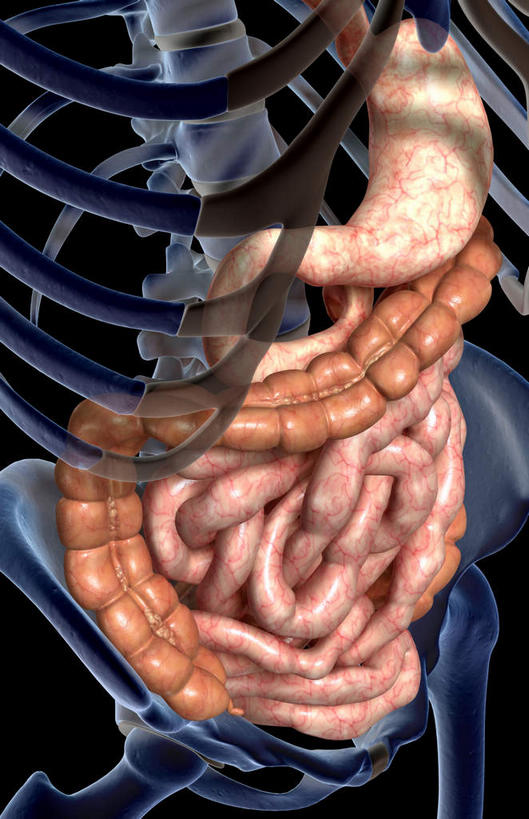 内脏,肠,动脉,静脉,骨骼,十二指肠,无人,竖图,插画,x光片,室内,特写,白天,正面,数码,科技,静物,阴影,黑色背景,辐射,科学,网络,医学,骨头,高光,几何,计算机图形,合成,图画,维护,维修,修护,画,红色,模型,人体,电脑合成图,数码合成图,骨架,医疗,生物学,人体器官,科学技术,x射线,器官,x光,漫画,生理学,写实,具体,具象,大肠,盲肠,小肠,直肠,彩图,电磁波,电磁辐射