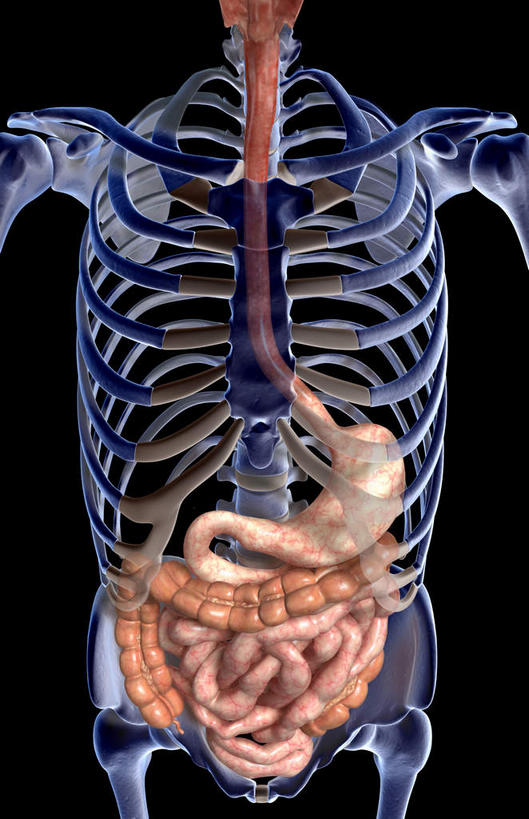 腹部,内脏,食道,胃,肠,动脉,静脉,骨骼,十二指肠,无人,竖图,插画,x光片,室内,特写,白天,正面,数码,科技,静物,阴影,黑色背景,辐射,科学,网络,医学,骨头,高光,几何,计算机图形,合成,图画,画,红色,模型,人体,电脑合成图,数码合成图,骨架,医疗,生物学,人体器官,科学技术,x射线,器官,x光,漫画,生理学,写实,具体,具象,大肠,盲肠,小肠,直肠,胃部,彩图,电磁波,电磁辐射