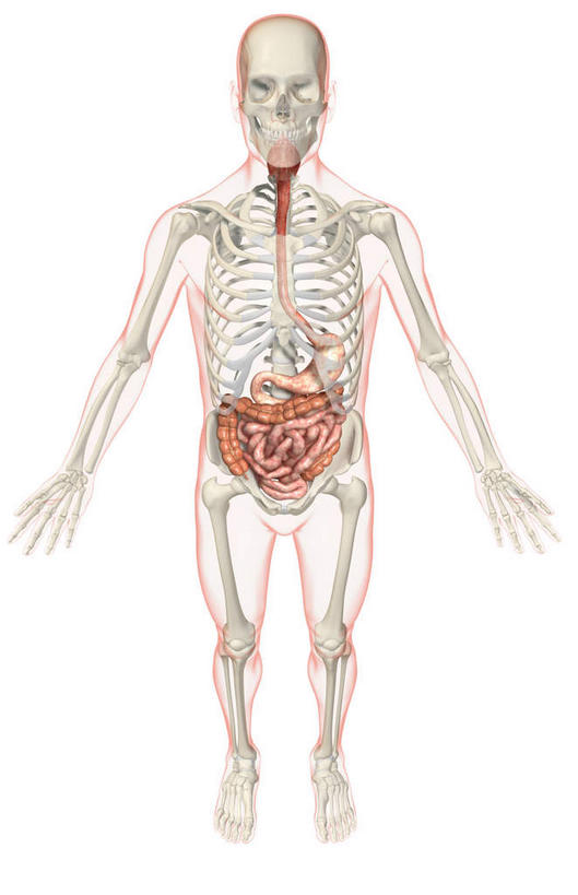 腹部,食道,胃,肠,动脉,静脉,骨骼,十二指肠,无人,竖图,俯视,插画,室内,白天,白色背景,数码,科技,静物,阴影,网络,医学,骨头,高光,几何,计算机图形,合成,图画,画,模型,人体,电脑合成图,数码合成图,骨架,生物学,漫画,生理学,写实,具体,具象,大肠,盲肠,小肠,直肠,胃部,彩图,高角度拍摄,全身