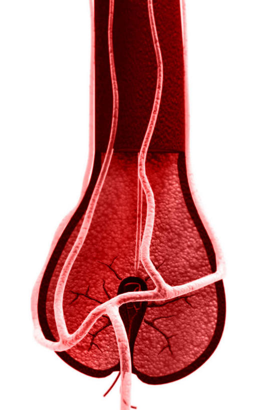 血管,头发,无人,竖图,插画,室内,白天,白色背景,正面,数码,科技,阴影,网络,高光,几何,计算机图形,合成,图画,画,红色,电脑合成图,数码合成图,漫画,写实,具体,具象,毛囊,皮层,皮脂,彩图,神经系统