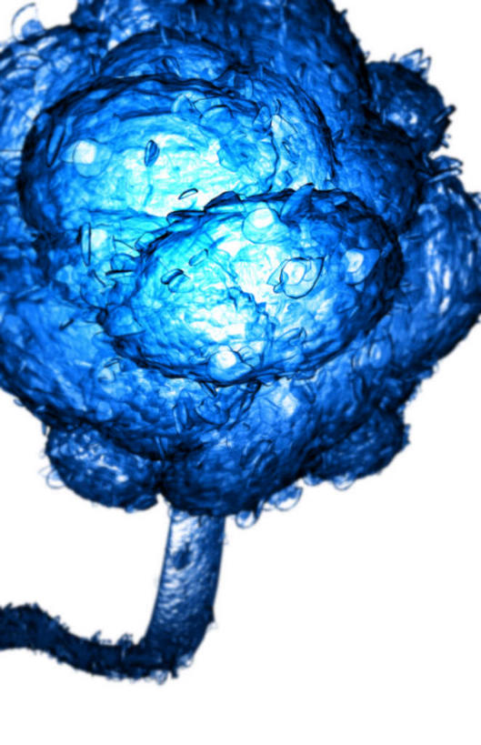 无人,竖图,插画,室内,白天,白色背景,正面,数码,分子,科技,微生物,阴影,网络,细菌,医学,高光,几何,计算机图形,合成,图画,画,一个,蓝色,生物,单个,电脑合成图,数码合成图,医疗,病毒,生物学,漫画,写实,具体,具象,寄生,生命体,霉菌毒素,彩图