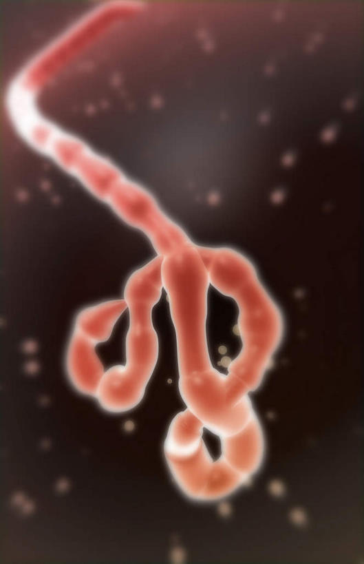 无人,竖图,插画,室内,特写,白天,正面,数码,分子,科技,微生物,阴影,黑色背景,网络,医学,高光,几何,计算机图形,合成,图画,画,一个,红色,生物,单个,电脑合成图,数码合成图,医疗,病毒,生物学,漫画,写实,具体,具象,寄生,生命体,埃博拉病毒,彩图