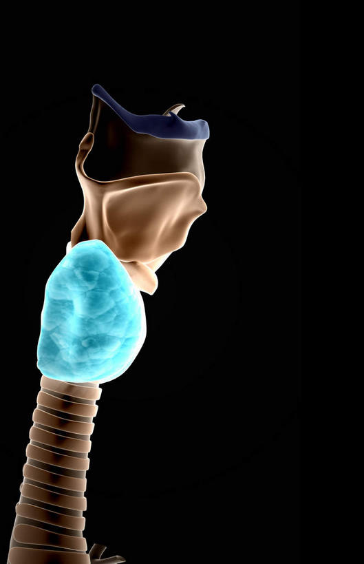 喉咙,内脏,动脉,静脉,骨骼,无人,竖图,插画,室内,特写,白天,正面,数码,科技,静物,阴影,黑色背景,网络,医学,骨头,高光,几何,计算机图形,合成,图画,画,蓝色,白色,模型,人体,电脑合成图,数码合成图,骨架,生物学,人体器官,器官,漫画,生理学,写实,具体,具象,彩图