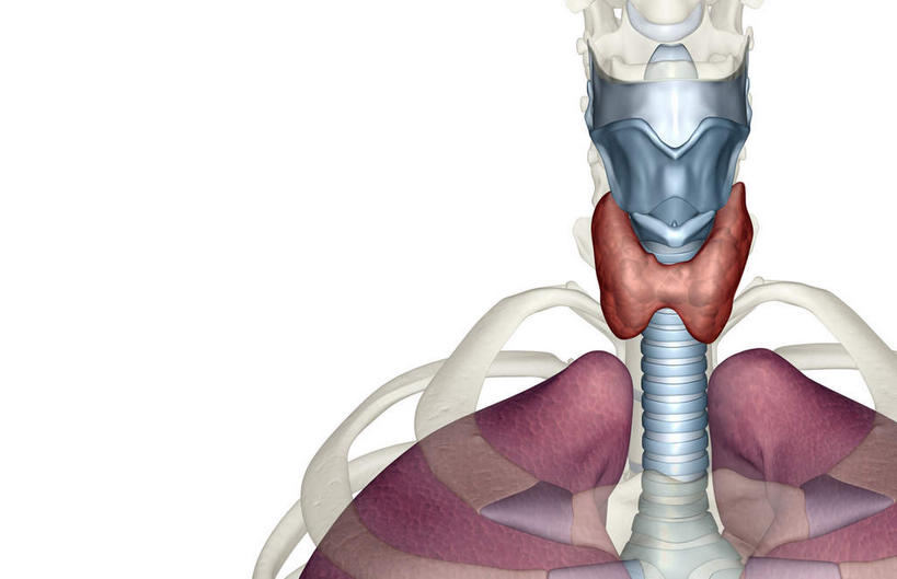 喉咙,内脏,肺,动脉,静脉,骨骼,无人,横图,插画,室内,白天,白色背景,正面,数码,科技,静物,阴影,网络,医学,骨头,高光,几何,计算机图形,合成,图画,画,白色,模型,人体,电脑合成图,数码合成图,骨架,生物学,人体器官,器官,漫画,生理学,写实,具体,具象,肺部,肺脏,半身,彩图