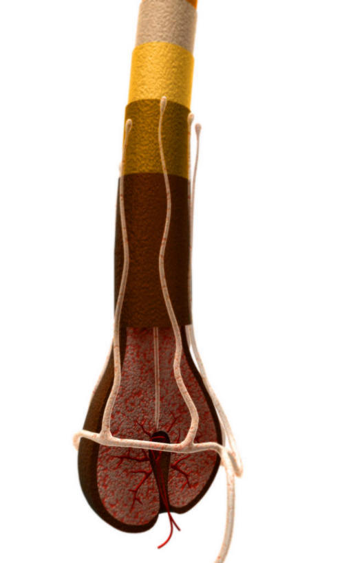 血管,头发,无人,竖图,插画,室内,白天,白色背景,正面,数码,科技,阴影,网络,棕色,高光,几何,计算机图形,合成,图画,画,黄色,电脑合成图,数码合成图,漫画,写实,具体,具象,毛囊,皮层,皮脂,彩图,神经系统