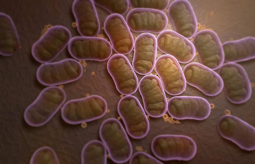 无人,横图,插画,室内,白天,正面,数码,科技,微生物,许多,阴影,棕色背景,散落,网络,细菌,棕色,高光,几何,计算机图形,合成,图画,画,粉色,电脑合成图,数码合成图,漫画,写实,具体,具象,枯草芽孢杆菌,枯草杆菌,彩图