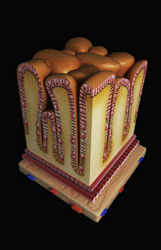 腹部,内脏,胃,无人,竖图,插画,室内,特写,白天,正面,数码,科技,静物,阴影,黑色背景,网络,医学,细胞,高光,几何,计算机图形,合成,图画,画,红色,人体,电脑合成图,数码合成图,生物学,人体器官,器官,漫画,生理学,写实,具体,具象,壁细胞,胃腺,胃部,彩图