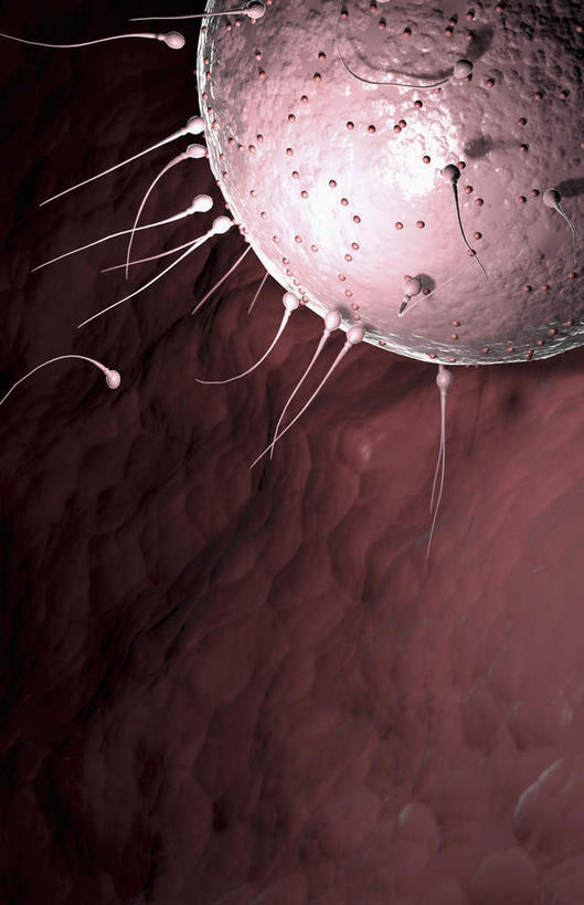 无人,竖图,插画,室内,白天,正面,数码,科技,许多,阴影,黑色背景,网络,高光,几何,计算机图形,合成,图画,画,精子,怀孕,钻,游动,电脑合成图,数码合成图,卵子,漫画,写实,具体,具象,受精,受精作用,彩图