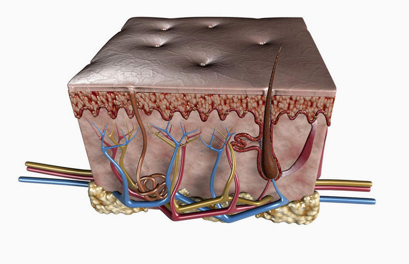 内脏,动脉,静脉,血管,无人,横图,插画,室内,特写,白天,白色背景,正面,数码,科技,静物,一根,阴影,网络,医学,毛,高光,几何,计算机图形,合成,图画,画,黄色,红色,蓝色,模型,人体,皮肤,电脑合成图,数码合成图,生物学,人体器官,器官,表皮,漫画,生理学,写实,具体,具象,毛囊,真皮层,彩图