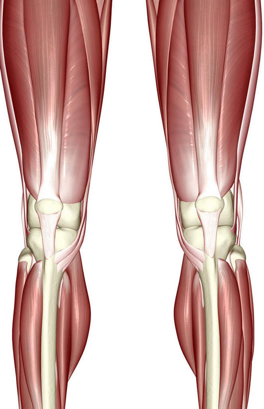 腿部,动脉,静脉,骨骼,肌肉,腿,健壮,无人,竖图,插画,室内,特写,白天,白色背景,正面,数码,科技,静物,阴影,网络,医学,骨头,高光,几何,计算机图形,合成,图画,画,一个,红色,模型,健康,活力,力量,人体,单个,青春,电脑合成图,数码合成图,骨架,生物学,强壮,漫画,生理学,写实,具体,具象,股二头肌,半身,彩图