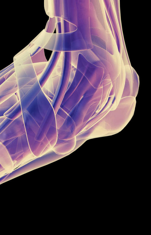 脚,动脉,静脉,骨骼,无人,竖图,插画,x光片,室内,特写,白天,正面,数码,科技,静物,阴影,黑色背景,辐射,科学,网络,医学,支架,骨头,高光,几何,计算机图形,合成,图画,脚部,画,一个,紫色,模型,人体,单个,电脑合成图,数码合成图,骨架,医疗,生物学,科学技术,x射线,x光,漫画,生理学,写实,具体,具象,跗骨,趾骨,跖骨,半身,彩图,电磁波,电磁辐射
