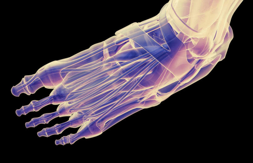 脚,动脉,静脉,骨骼,无人,横图,插画,x光片,室内,特写,白天,正面,数码,科技,静物,阴影,黑色背景,辐射,科学,网络,医学,支架,骨头,高光,几何,计算机图形,合成,图画,脚部,画,一个,紫色,模型,人体,单个,电脑合成图,数码合成图,骨架,医疗,生物学,科学技术,x射线,x光,漫画,生理学,写实,具体,具象,跗骨,趾骨,跖骨,半身,彩图,电磁波,电磁辐射