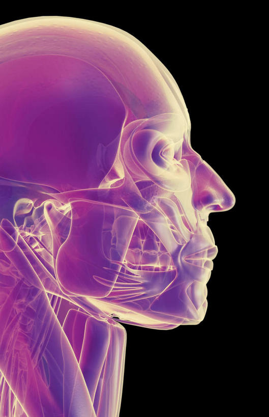 脸,头,脸颊,喉咙,动脉,静脉,骨骼,肌肉,健壮,无人,竖图,插画,x光片,室内,特写,白天,正面,数码,科技,静物,阴影,黑色背景,辐射,科学,网络,医学,骨头,高光,几何,计算机图形,合成,图画,画,紫色,模型,健康,活力,力量,人体,青春,电脑合成图,数码合成图,骨架,医疗,生物学,科学技术,x射线,强壮,x光,漫画,生理学,写实,具体,具象,头部,脸部,脸蛋,面部,半身,彩图,电磁波,电磁辐射