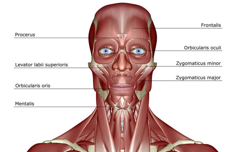 脸,头,眼睛,脸颊,内脏,动脉,静脉,骨骼,肌肉,健壮,无人,横图,插画,室内,特写,白天,白色背景,正面,数码,科技,静物,瞳孔,阴影,网络,医学,英文,标志,文字,字符,字母,骨头,高光,几何,计算机图形,合成,图画,标识,画,红色,模型,健康,活力,力量,人体,眼部,青春,英文字母,电脑合成图,数码合成图,骨架,生物学,人体器官,强壮,器官,漫画,生理学,写实,具体,具象,眼轮匝肌,额肌,头部,脸部,脸蛋,面部,眼,半身,彩图