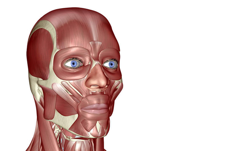 脸,头,眼睛,脸颊,内脏,动脉,静脉,骨骼,肌肉,健壮,无人,横图,插画,室内,特写,白天,白色背景,正面,数码,科技,静物,瞳孔,阴影,网络,医学,骨头,高光,几何,计算机图形,合成,图画,画,红色,模型,健康,活力,力量,人体,眼部,青春,电脑合成图,数码合成图,骨架,生物学,人体器官,强壮,器官,漫画,生理学,写实,具体,具象,颊肌,颞肌,眼轮匝肌,咬肌,额肌,头部,脸部,脸蛋,面部,眼,半身,彩图