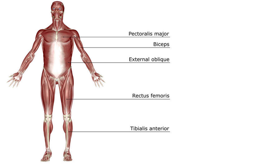 动脉,静脉,骨骼,肌肉,健壮,无人,站,横图,插画,室内,白天,白色背景,正面,数码,科技,静物,阴影,网络,医学,英文,标志,文字,字符,字母,骨头,高光,几何,计算机图形,合成,图画,标识,画,红色,模型,站着,健康,活力,力量,人体,青春,英文字母,电脑合成图,数码合成图,骨架,生物学,强壮,胸肌,漫画,生理学,写实,具体,具象,外斜肌,站立,彩图,全身