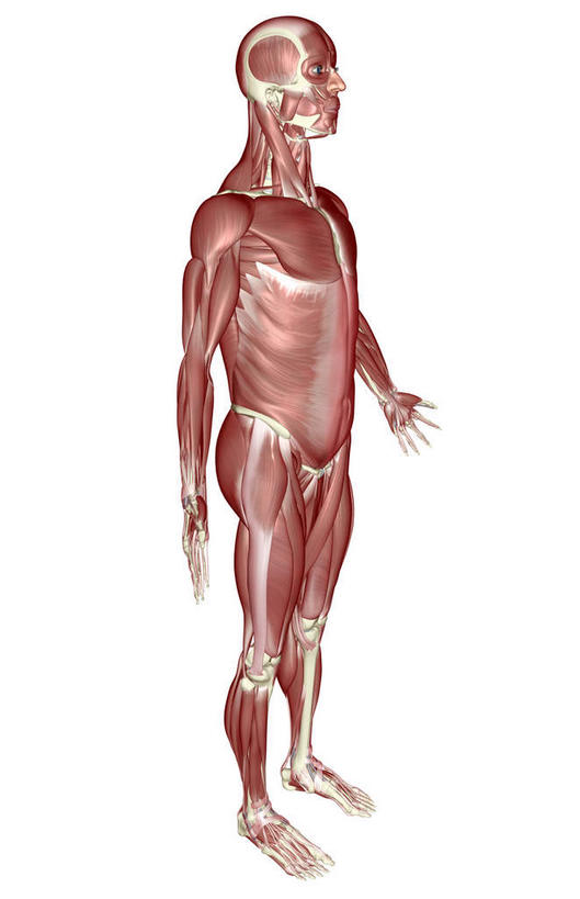 动脉,静脉,骨骼,肌肉,健壮,无人,站,竖图,插画,室内,白天,白色背景,侧面,数码,科技,静物,阴影,网络,医学,骨头,高光,几何,计算机图形,合成,图画,画,红色,模型,站着,健康,活力,力量,人体,青春,电脑合成图,数码合成图,骨架,生物学,强壮,胸肌,漫画,生理学,写实,具体,具象,外斜肌,站立,彩图,全身