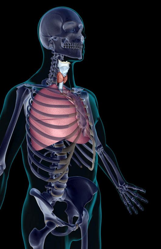 喉咙,内脏,肺,气管,动脉,静脉,骨骼,无人,站,竖图,插画,x光片,室内,特写,白天,正面,数码,科技,静物,阴影,黑色背景,辐射,科学,网络,医学,骨头,高光,几何,计算机图形,合成,图画,画,红色,蓝色,模型,站着,人体,电脑合成图,数码合成图,骨架,医疗,生物学,人体器官,科学技术,x射线,器官,x光,漫画,支气管,生理学,写实,具体,具象,淋巴系统,肺部,肺脏,站立,彩图,电磁波,电磁辐射