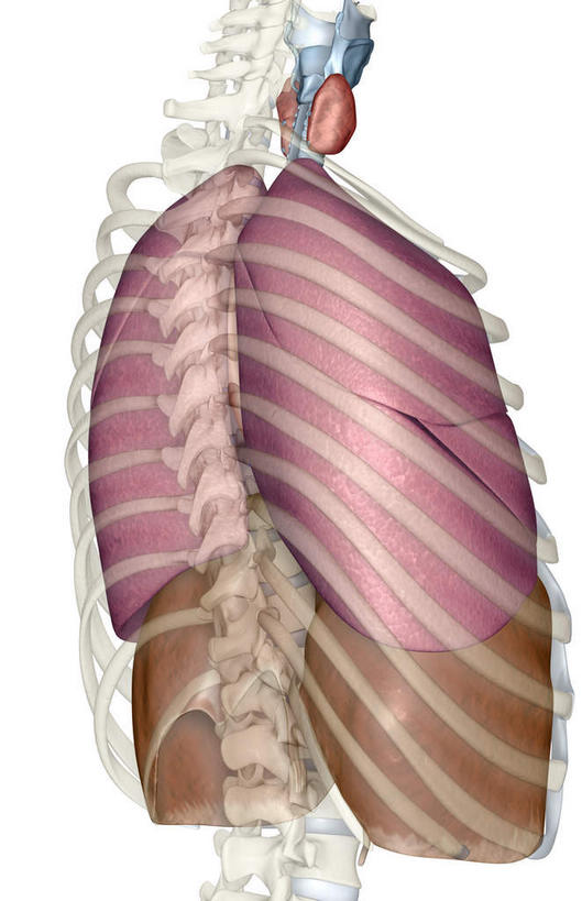 喉咙,内脏,肺,气管,动脉,静脉,骨骼,肋骨,无人,竖图,插画,室内,特写,白天,白色背景,正面,数码,科技,静物,阴影,透明,网络,医学,骨头,高光,几何,计算机图形,合成,图画,画,红色,模型,人体,电脑合成图,数码合成图,骨架,生物学,人体器官,器官,漫画,支气管,生理学,写实,具体,具象,肺部,肺脏,彩图