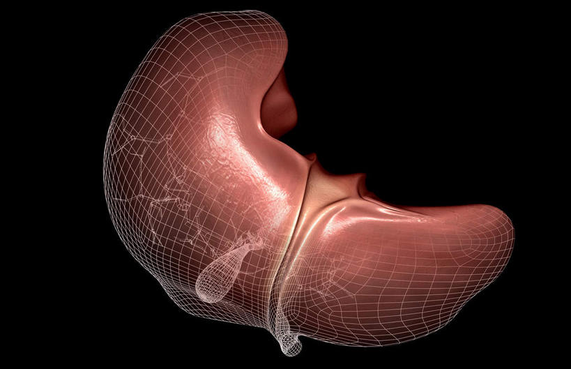 内脏,肝脏,动脉,静脉,骨骼,胆囊,无人,横图,插画,室内,特写,白天,正面,抽象,数码,科技,静物,阴影,黑色背景,网络,医学,骨头,高光,几何,计算机图形,合成,图画,画,红色,模型,夸张,人体,电脑合成图,数码合成图,骨架,生物学,人体器官,器官,漫画,生理学,写实,具体,具象,深奥,胆,肝,彩图