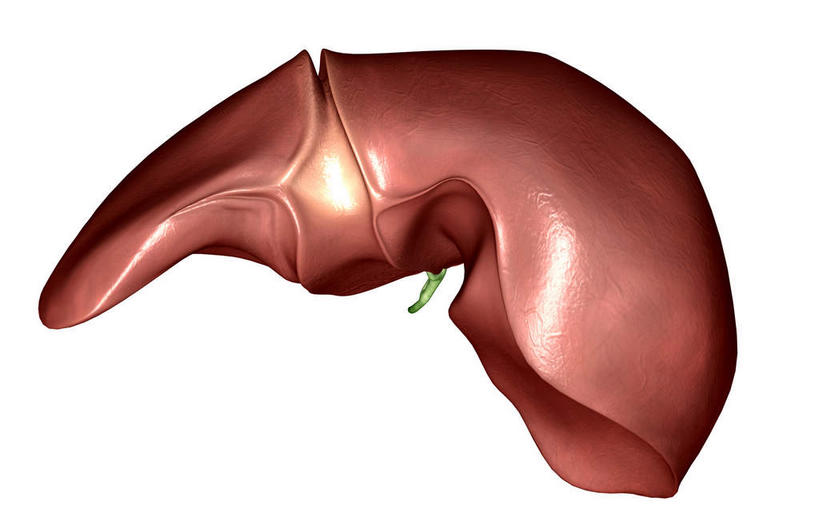 内脏,肝脏,动脉,静脉,骨骼,胆囊,无人,横图,插画,室内,特写,白天,白色背景,正面,抽象,数码,科技,静物,阴影,网络,医学,骨头,高光,几何,计算机图形,合成,图画,画,红色,模型,夸张,人体,电脑合成图,数码合成图,骨架,生物学,人体器官,器官,漫画,生理学,写实,具体,具象,深奥,胆,肝,彩图