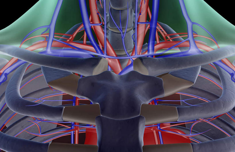 动脉,静脉,骨骼,肋骨,血管,无人,站,横图,插画,x光片,室内,特写,白天,正面,数码,科技,静物,阴影,黑色背景,辐射,科学,网络,医学,骨头,高光,几何,计算机图形,合成,图画,画,红色,绿色,白色,模型,站着,人体,电脑合成图,数码合成图,骨架,医疗,生物学,科学技术,x射线,x光,漫画,生理学,写实,具体,具象,颈椎,背骨,站立,半身,彩图,电磁波,电磁辐射