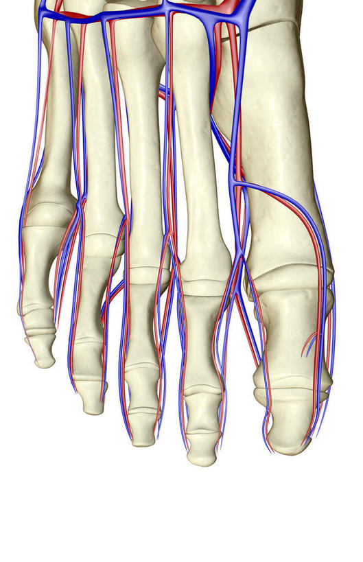 脚,动脉,静脉,骨骼,无人,竖图,插画,室内,特写,白天,白色背景,正面,数码,科技,静物,阴影,网络,医学,支架,骨头,高光,几何,计算机图形,合成,图画,脚部,画,一个,灰色,模型,人体,单个,电脑合成图,数码合成图,骨架,生物学,漫画,生理学,写实,具体,具象,跗骨,趾骨,跖骨,半身,彩图
