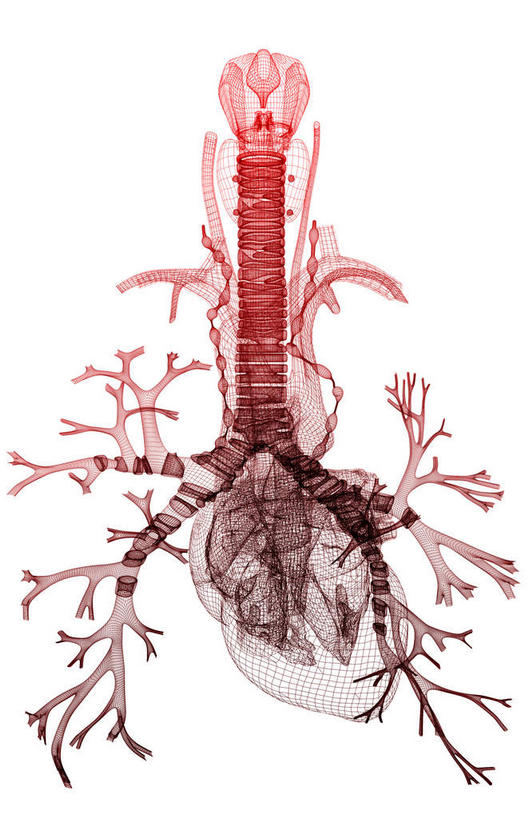 喉咙,内脏,肺,气管,心脏,食道,动脉,静脉,无人,竖图,插画,室内,白天,白色背景,正面,数码,科技,静物,阴影,网络,医学,高光,几何,计算机图形,合成,图画,画,红色,模型,人体,电脑合成图,数码合成图,生物学,人体器官,器官,漫画,支气管,生理学,写实,具体,具象,支气管树,肺部,肺脏,心,彩图