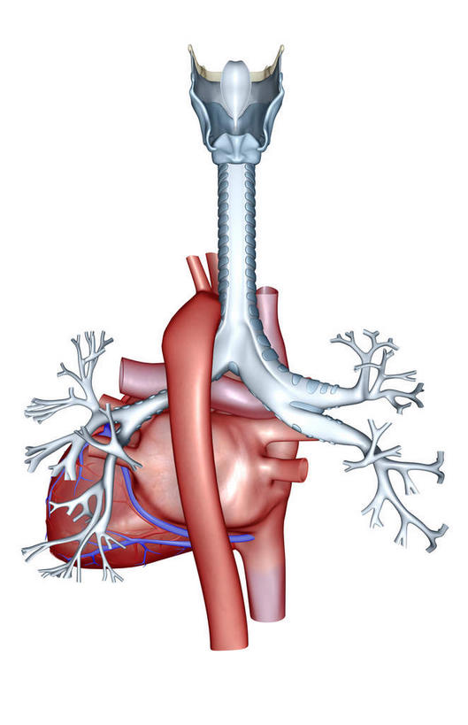 喉咙,内脏,肺,气管,心脏,食道,动脉,静脉,无人,竖图,插画,室内,白天,白色背景,正面,数码,科技,静物,阴影,网络,医学,高光,几何,计算机图形,合成,图画,画,红色,灰色,模型,人体,电脑合成图,数码合成图,生物学,人体器官,器官,漫画,支气管,生理学,写实,具体,具象,支气管树,肺部,肺脏,心,彩图