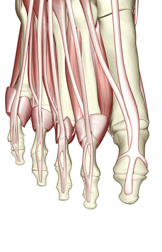 腿部,神经,动脉,静脉,骨骼,肌肉,腿,健壮,无人,竖图,插画,室内,特写,白天,白色背景,正面,数码,科技,静物,阴影,网络,医学,骨头,高光,几何,计算机图形,合成,图画,画,红色,模型,健康,活力,力量,人体,单个,青春,电脑合成图,数码合成图,骨架,生物学,强壮,韧带,漫画,生理学,写实,具体,具象,肌腱,彩图,神经系统