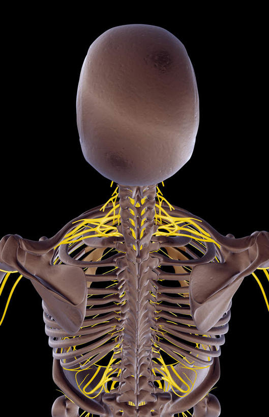 肩胛骨,神经,动脉,静脉,骨骼,肋骨,脊椎,无人,站,竖图,插画,x光片,室内,特写,白天,正面,数码,科技,静物,阴影,黑色背景,辐射,科学,网络,医学,支架,骨头,高光,几何,计算机图形,合成,图画,画,一个,黄色,红色,灰色,模型,站着,人体,单个,电脑合成图,数码合成图,骨架,医疗,生物学,科学技术,x射线,x光,漫画,生理学,写实,具体,具象,顶骨,站立,半身,彩图,神经系统,电磁波,电磁辐射