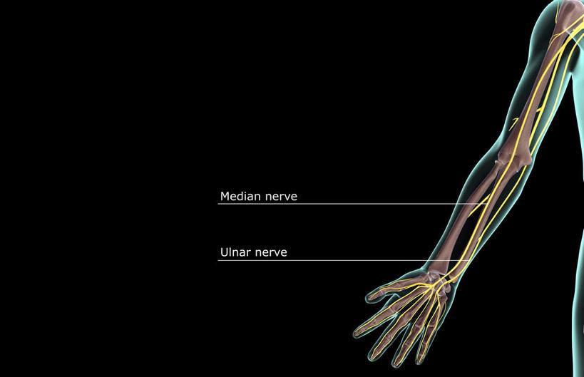 神经,动脉,静脉,骨骼,无人,横图,插画,x光片,室内,特写,白天,正面,数码,科技,静物,阴影,黑色背景,辐射,科学,网络,医学,骨头,高光,几何,计算机图形,合成,图画,画,黄色,红色,绿色,模型,人体,电脑合成图,数码合成图,骨架,医疗,生物学,科学技术,x射线,x光,漫画,生理学,写实,具体,具象,肱骨,桡骨,掌骨,指骨,肘骨,半身,彩图,五指张开,神经系统,电磁波,电磁辐射