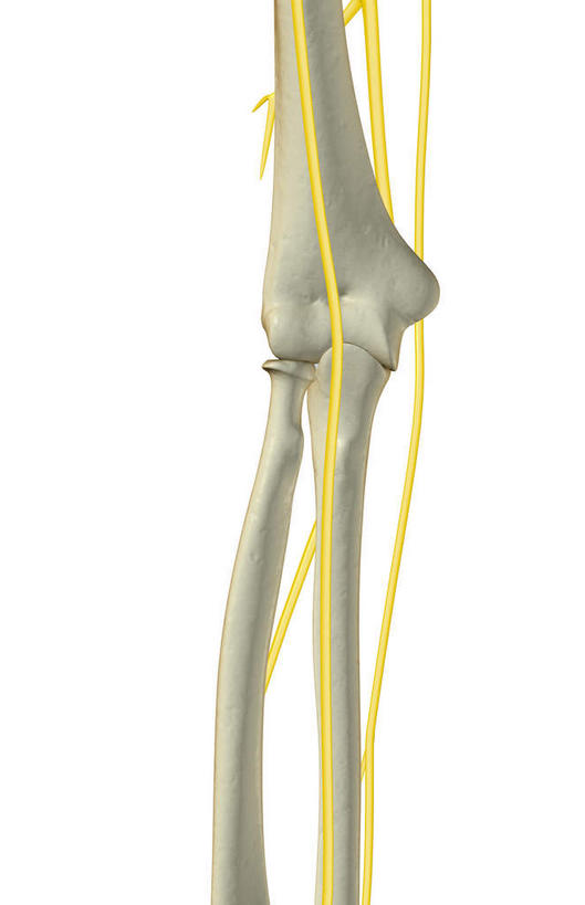 手,神经,动脉,静脉,骨骼,无人,竖图,插画,室内,特写,白天,白色背景,正面,数码,科技,静物,阴影,网络,医学,骨头,高光,几何,计算机图形,合成,图画,画,黄色,白色,模型,手部,人体,单个,电脑合成图,数码合成图,骨架,生物学,漫画,生理学,写实,具体,具象,肱骨,桡骨,肘骨,半身,彩图,神经系统