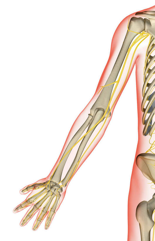 手,肩胛骨,神经,动脉,静脉,骨骼,肋骨,无人,竖图,插画,室内,特写,白天,白色背景,正面,数码,科技,静物,阴影,网络,医学,骨头,高光,几何,计算机图形,合成,图画,画,黄色,白色,模型,手部,人体,单个,电脑合成图,数码合成图,骨架,生物学,漫画,生理学,写实,具体,具象,肱骨,髋骨,桡骨,腰骨,掌骨,指骨,半身,彩图,五指张开,神经系统