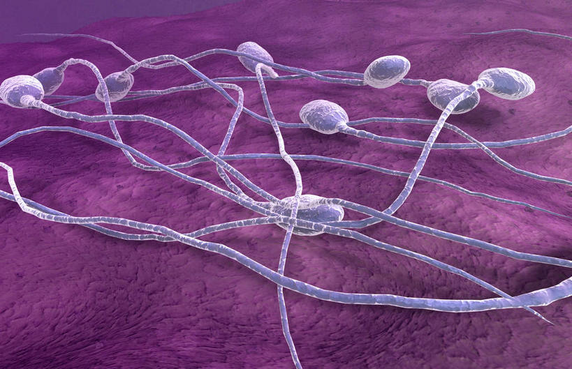 无人,横图,插画,室内,特写,白天,正面,数码,科技,静物,许多,阴影,黑色背景,网络,医学,细胞,高光,几何,计算机图形,合成,图画,画,精子,人体,电脑合成图,数码合成图,生物学,繁殖,漫画,生理学,写实,具体,具象,受精,彩图,蕃殖,繁生,孳生,滋生