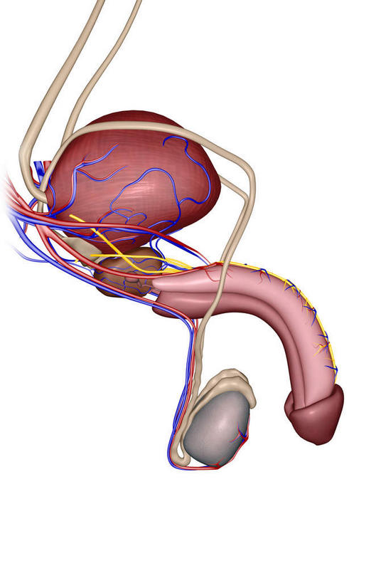 膀胱,阴茎,睾丸,阴囊,无人,竖图,插画,室内,特写,白天,正面,数码,科技,阴影,网络,高光,几何,计算机图形,合成,图画,画,红色,蓝色,灰色,电脑合成图,数码合成图,漫画,泌尿系统,前列腺,输尿管,写实,具体,具象,输精管,彩图,生殖器官,生殖系统