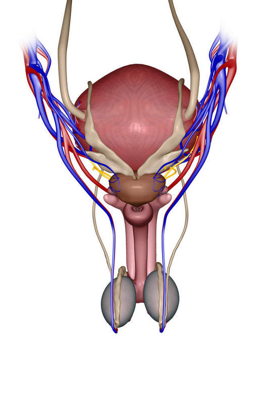 膀胱,阴茎,睾丸,阴囊,无人,竖图,插画,室内,特写,白天,正面,数码,科技,阴影,网络,高光,几何,计算机图形,合成,图画,画,红色,蓝色,灰色,电脑合成图,数码合成图,漫画,泌尿系统,前列腺,输尿管,写实,具体,具象,输精管,彩图,生殖器官,生殖系统