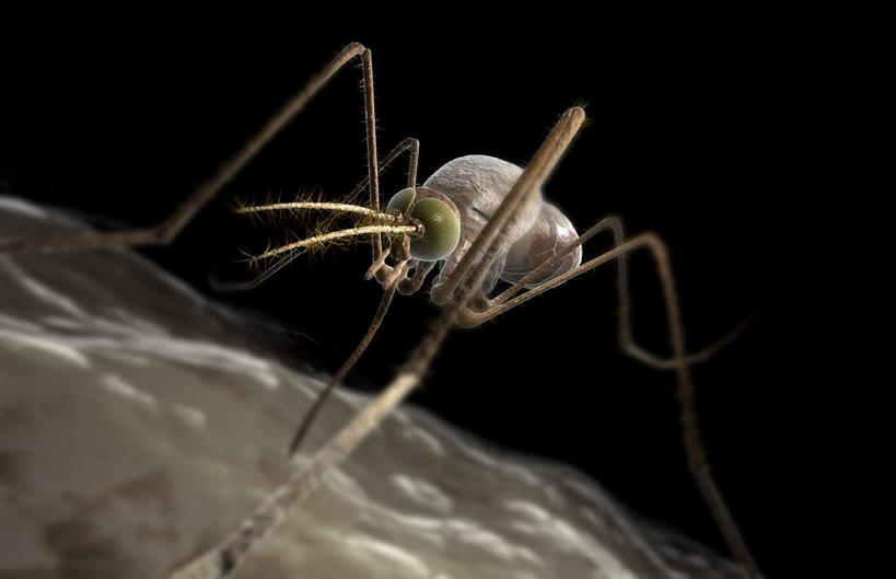 无人,横图,俯视,插画,室内,特写,白天,数码,科技,蚊子,咬,阴影,网络,细菌,昆虫,高光,几何,计算机图形,合成,图画,画,一只,动物,电脑合成图,数码合成图,汗毛,漫画,病菌,写实,具体,具象,害虫,传染,四害,毛囊,皮囊,寻觅蚊,彩图,高角度拍摄,全身