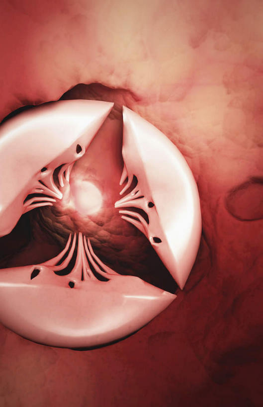 内脏,心脏,动脉,静脉,无人,竖图,插画,室内,特写,白天,正面,数码,科技,静物,阴影,网络,高光,几何,计算机图形,合成,图画,画,红色,模型,人体,电脑合成图,数码合成图,生物学,器官,漫画,心血管,心房,心室,生理学,写实,具体,具象,三尖瓣,心,彩图