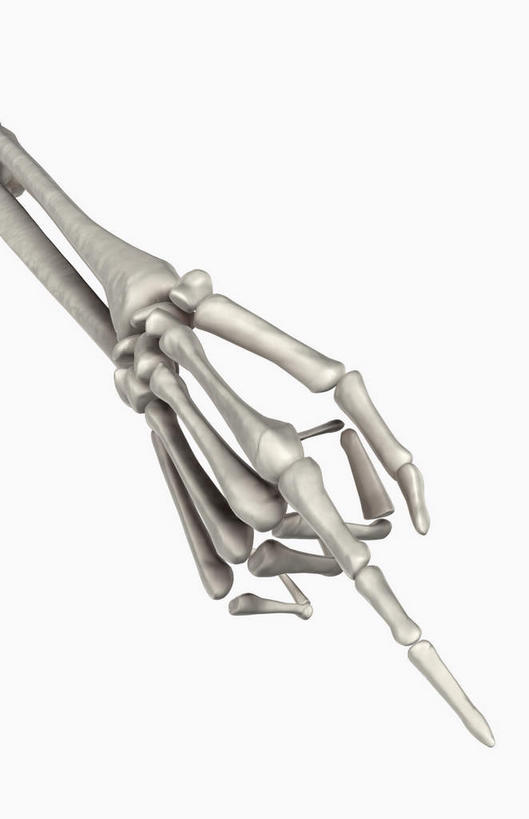 动脉,静脉,骨骼,无人,竖图,插画,室内,特写,白天,白色背景,正面,数码,科技,静物,阴影,网络,医学,骨头,高光,几何,计算机图形,合成,图画,画,白色,模型,人体,电脑合成图,数码合成图,骨架,生物学,漫画,生理学,写实,具体,具象,掌骨,指骨,半身,彩图