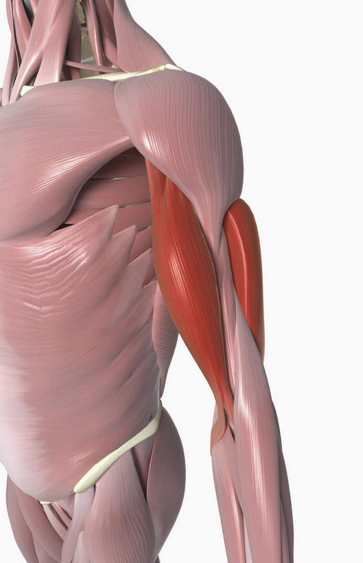 动脉,静脉,骨骼,肌肉,健壮,无人,竖图,插画,室内,特写,白天,白色背景,正面,数码,科技,静物,阴影,网络,医学,骨头,高光,几何,计算机图形,合成,图画,画,红色,模型,健康,活力,力量,人体,青春,电脑合成图,数码合成图,骨架,生物学,强壮,漫画,肱二头肌,生理学,写实,具体,具象,半身,彩图