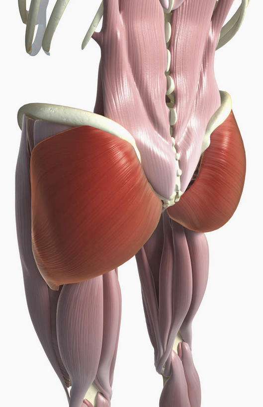 动脉,静脉,骨骼,肋骨,骨盆,肌肉,健壮,无人,站,竖图,插画,室内,特写,白天,白色背景,正面,数码,科技,静物,阴影,网络,医学,骨头,高光,几何,计算机图形,合成,图画,画,红色,模型,站着,健康,活力,力量,人体,青春,电脑合成图,数码合成图,骨架,生物学,强壮,漫画,生理学,写实,具体,具象,髋骨,臀大肌,站立,半身,彩图